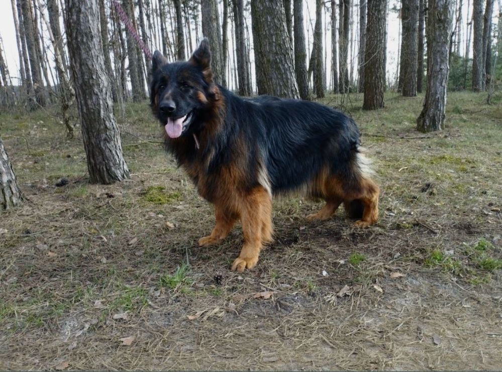 Owczarek Niemiecki Długowłosy szczeniak.