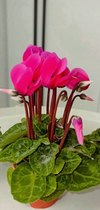 Цикламени квітучі кущики