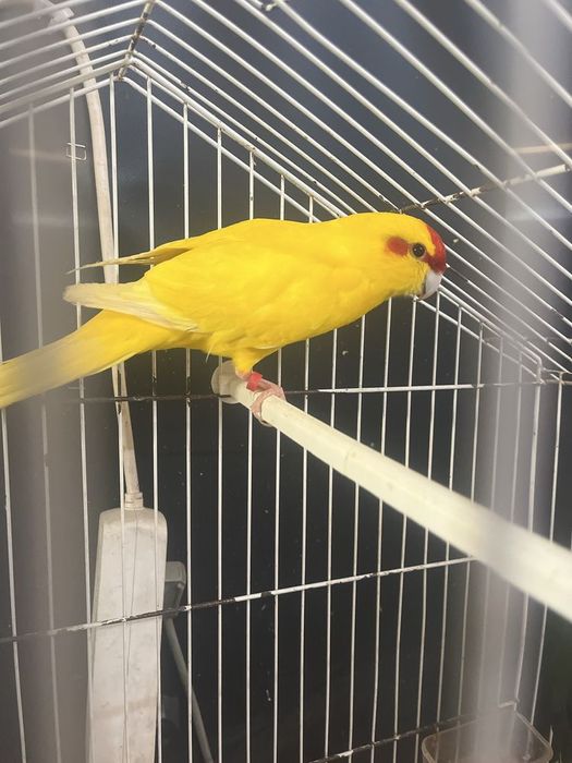 Vendo kakariki amarelo