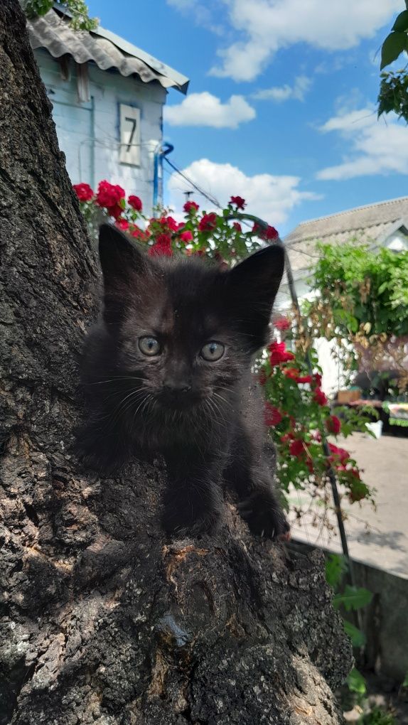 Кошенята шукають батьків