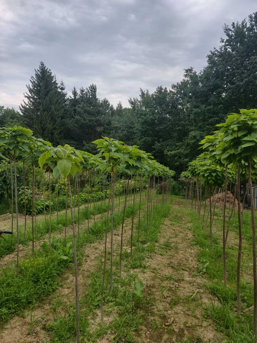 Wiśnia Japońska Kiku Shidare,  Amonagawa XXL