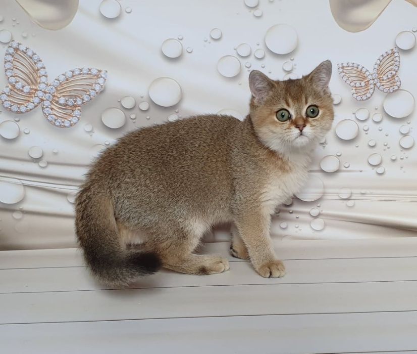 Эксклюзивчик! Шотландец