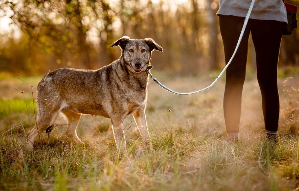 Karinka - delikatna, spokojna sunia do rany przyłóż!