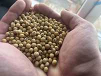 Насіння соя Drem. Дрім.Перша репродукція