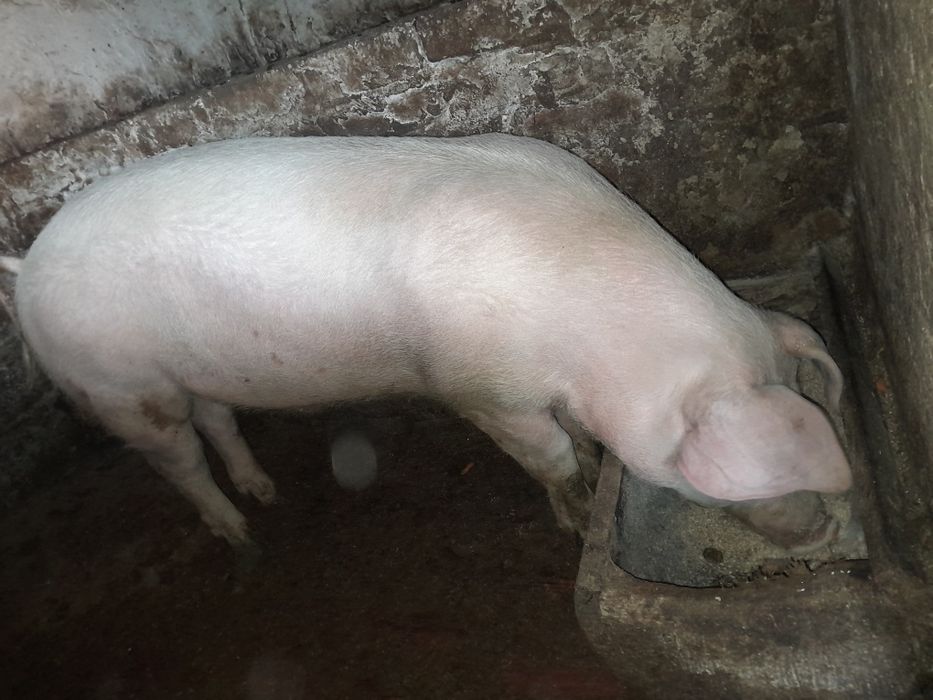 Продам кабана з яйцями