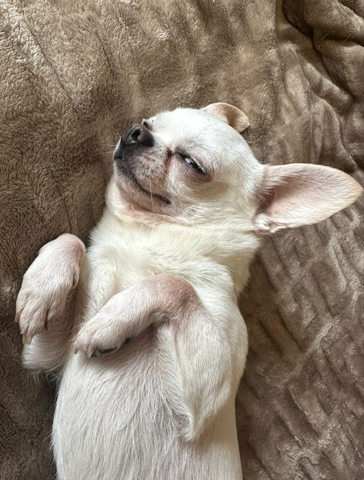 Вязка чихуахуа кобель