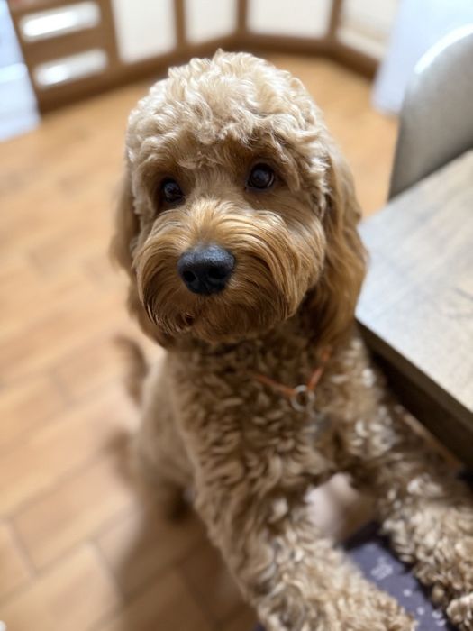 Хлопчик кокапу шукає дівчинку.