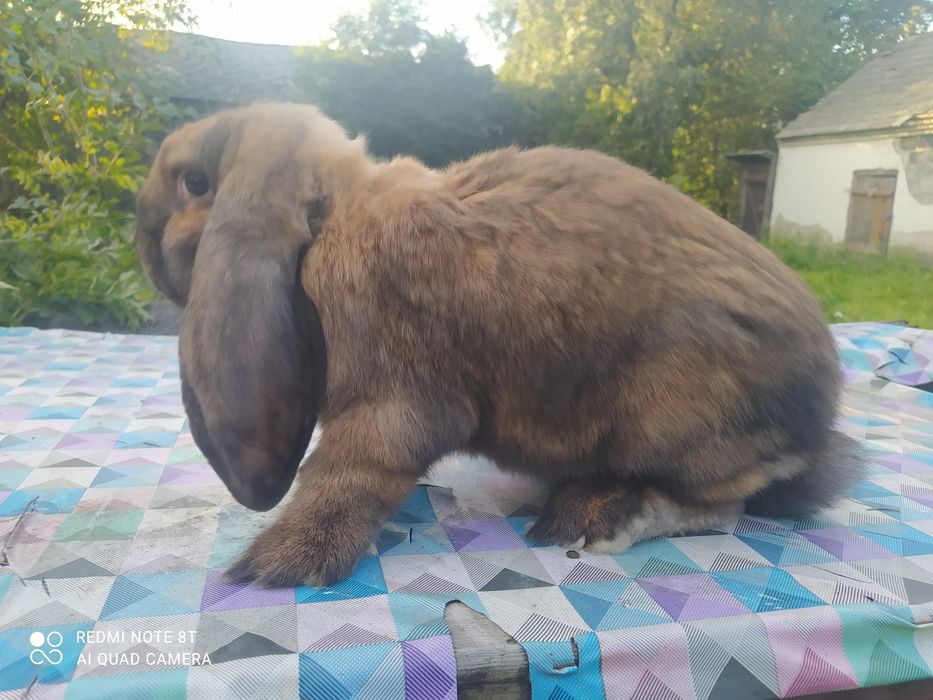 Samiczki oraz samczyki barana francuskiego madagaskar rodowód!!