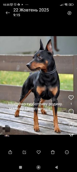 Продам цуценят Міні Доберман