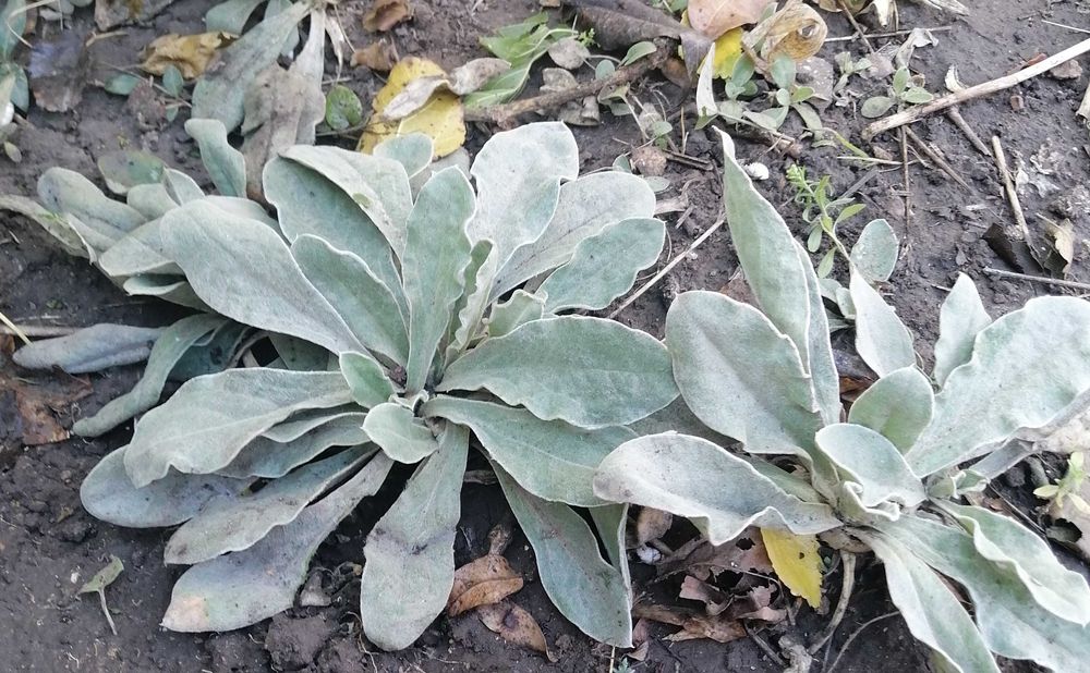 Продам домашнее растения.