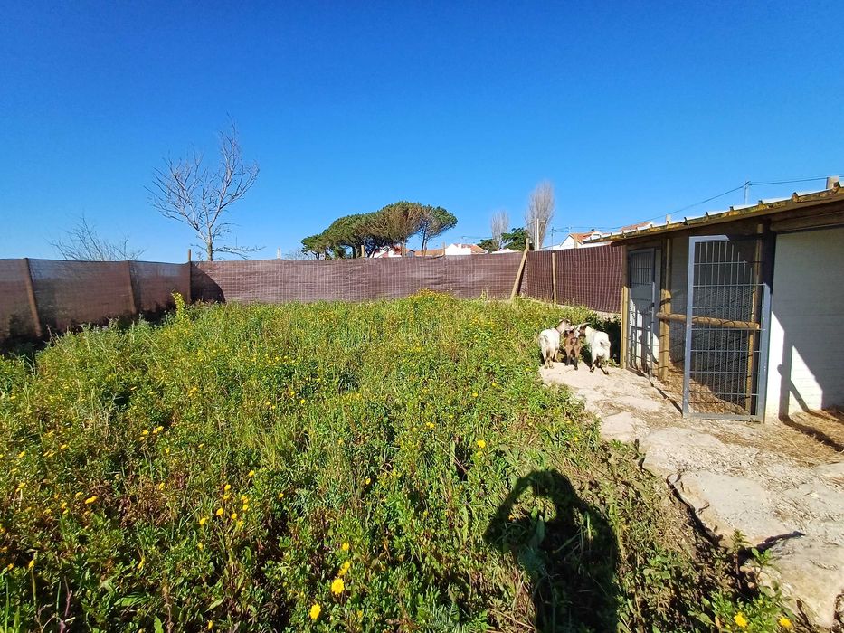 Terreno rústico 3000 m2 - 2 min praia magoito até  9 de NOVEMBRO