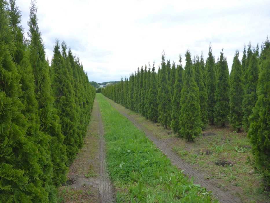 dowozimy i sadzimy ‼️ 300cm tuja SZMARAGD smaragd ‼️ PRODUCENT