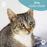 Śliczna kotka Kris poleca się do adopcji!