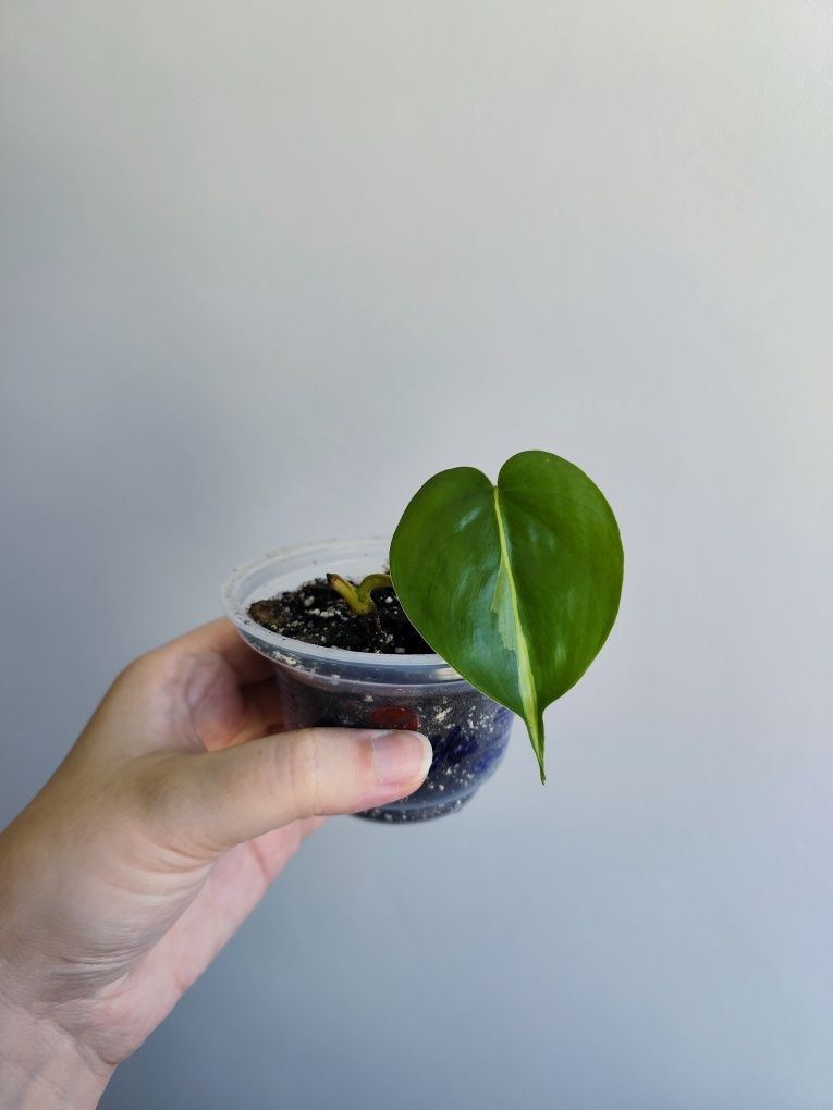 Filodendron brasil - roślina doniczkowa