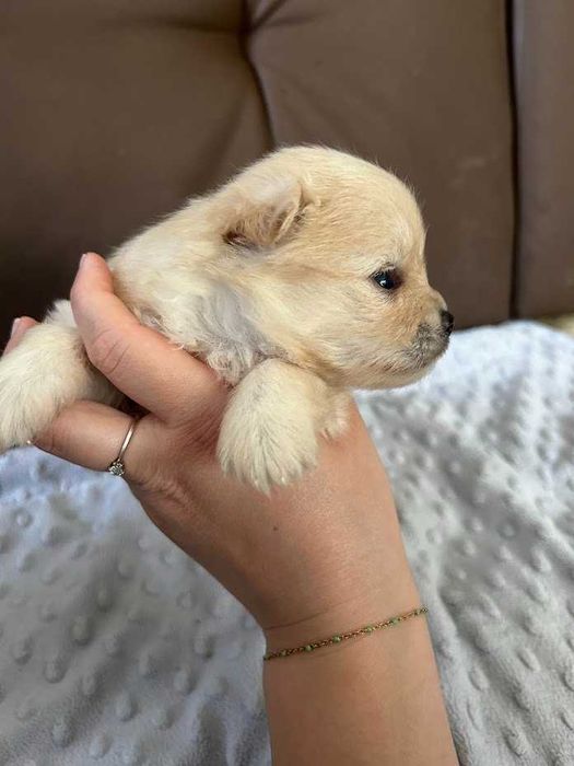 Szpic miniaturowy Pomeranian