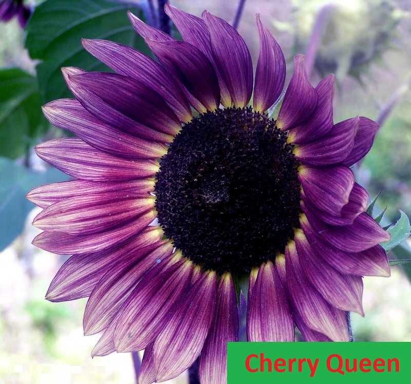 Słonecznik ozdobny na kwiat nasiona CHERRY QUEEN * faktura - paszport