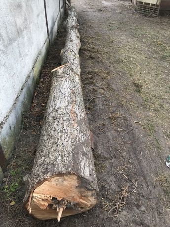 Drzewo orzech średnica 50 cm