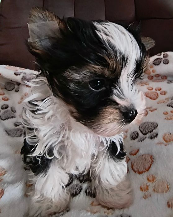 Śliczny malutki piesek Yorkshire Terrier Biewer Tricolor