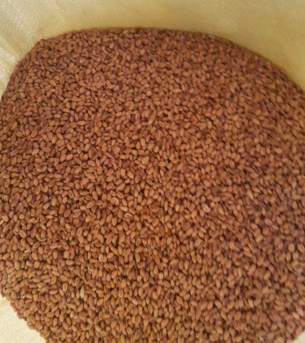 Pszenica ozima włochatka PG102