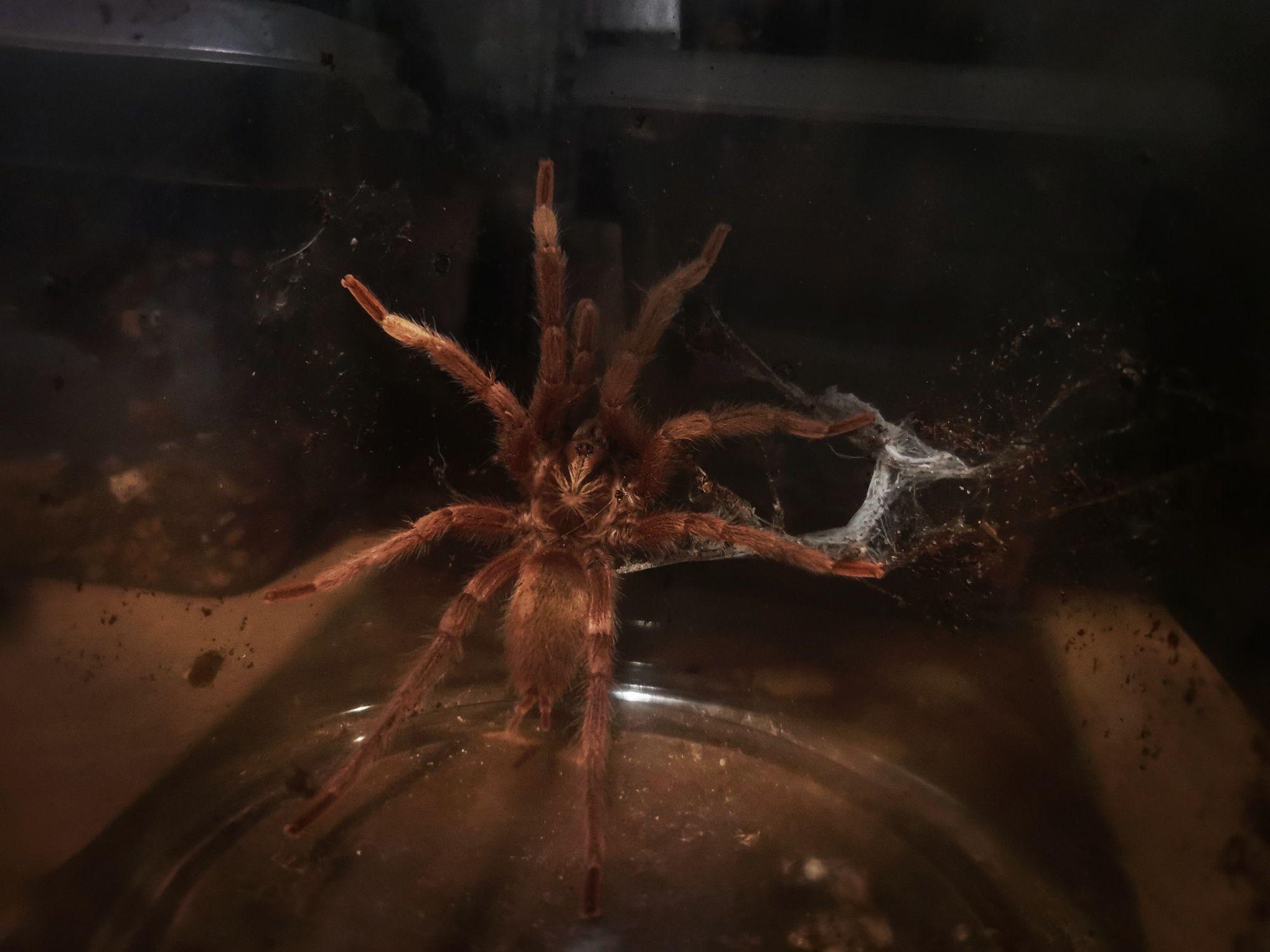 Pojemnik z lokatorem - Samiec pterinochilus murinus usambara