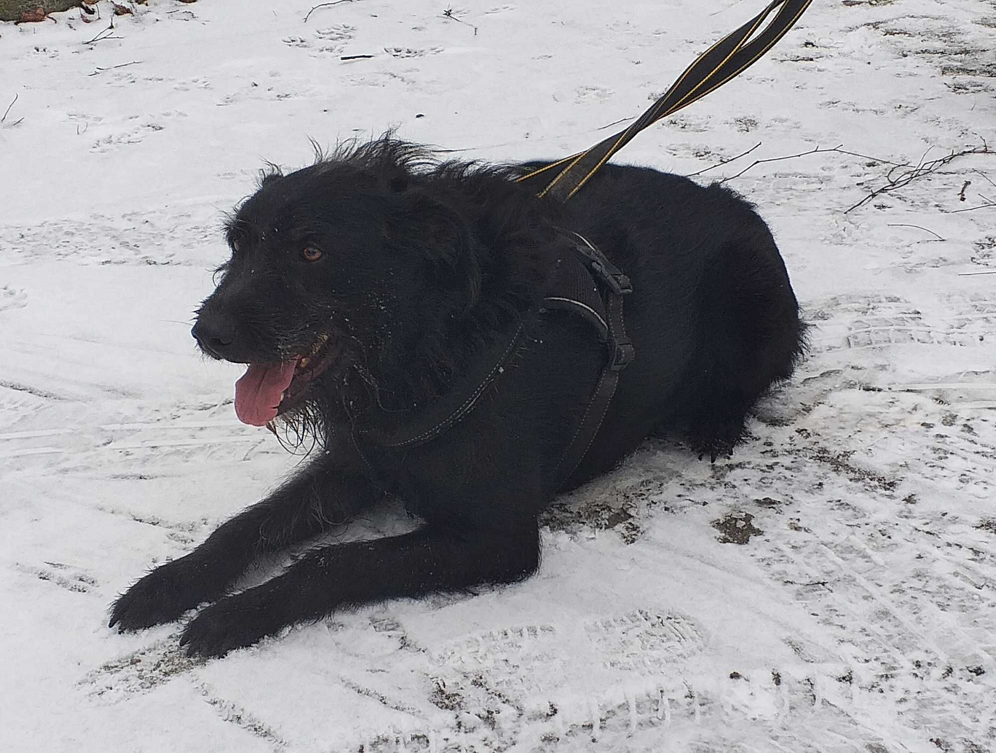 Bandi prawie całe swoje życie w schronisku