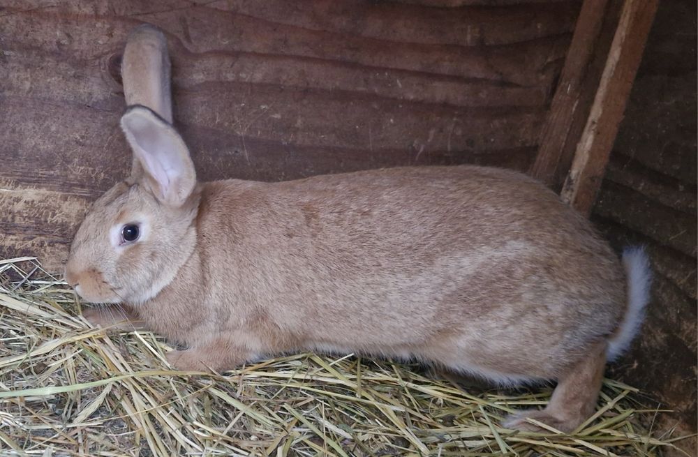 Продам кролів живою вагою