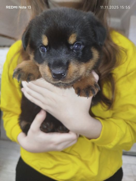 Щенок ротвейлера девочкп