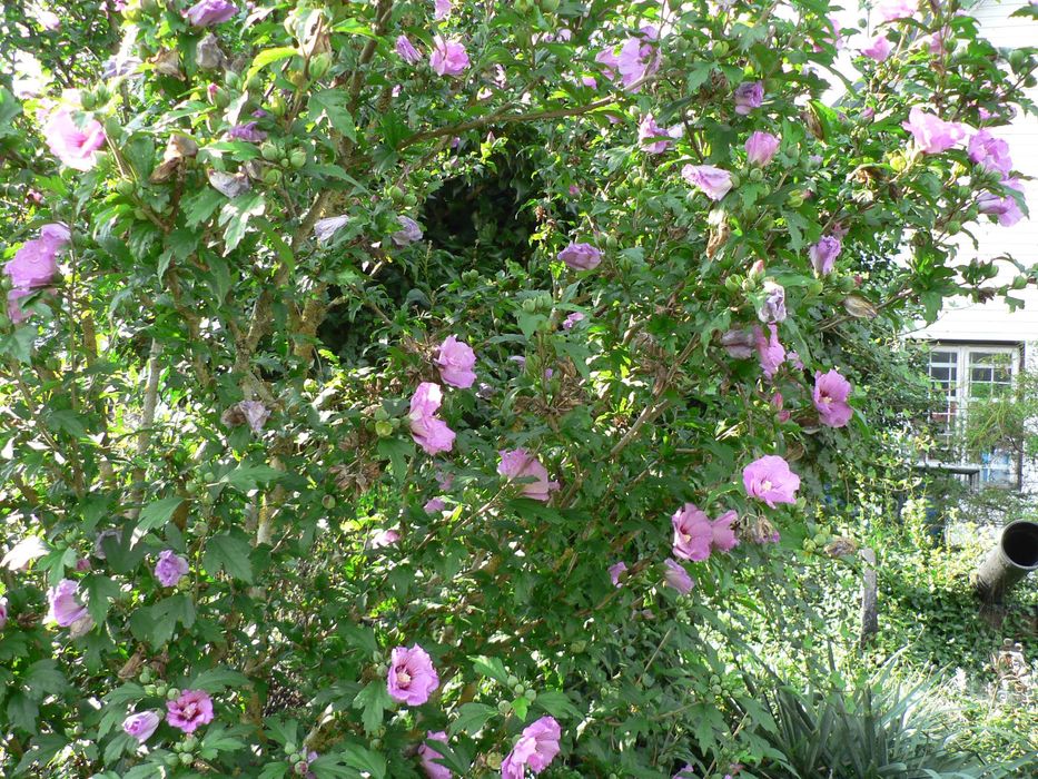 Hibiskus biały i różowy - duże sadzonki