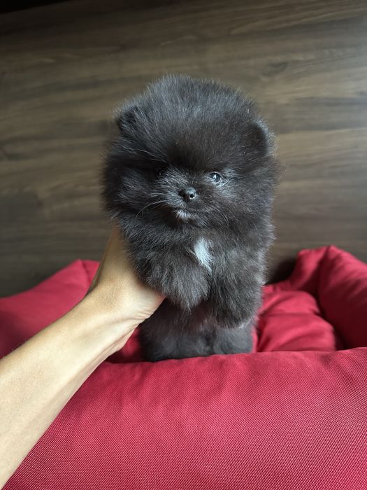 POMERANIAN szpic miniaturowy miś lalka :)
