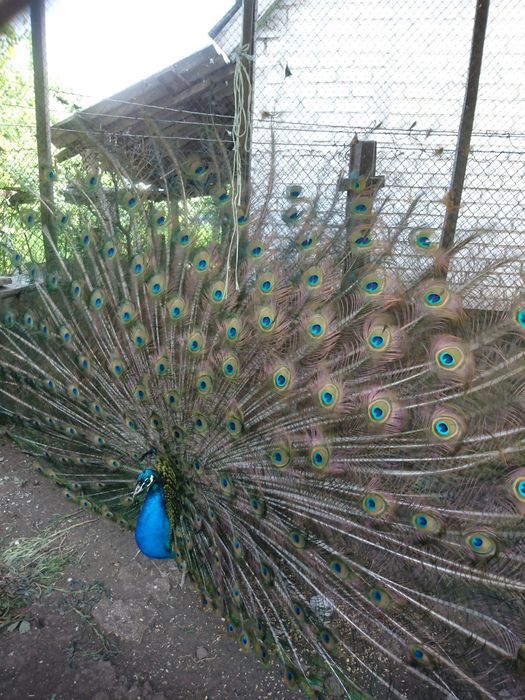 Очень красивая птица