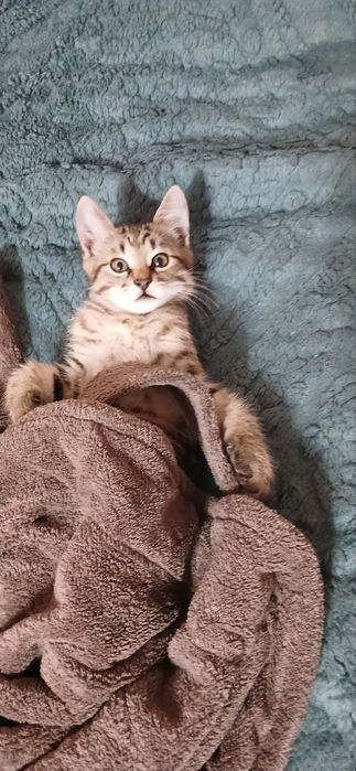 Відамо в добрі руки