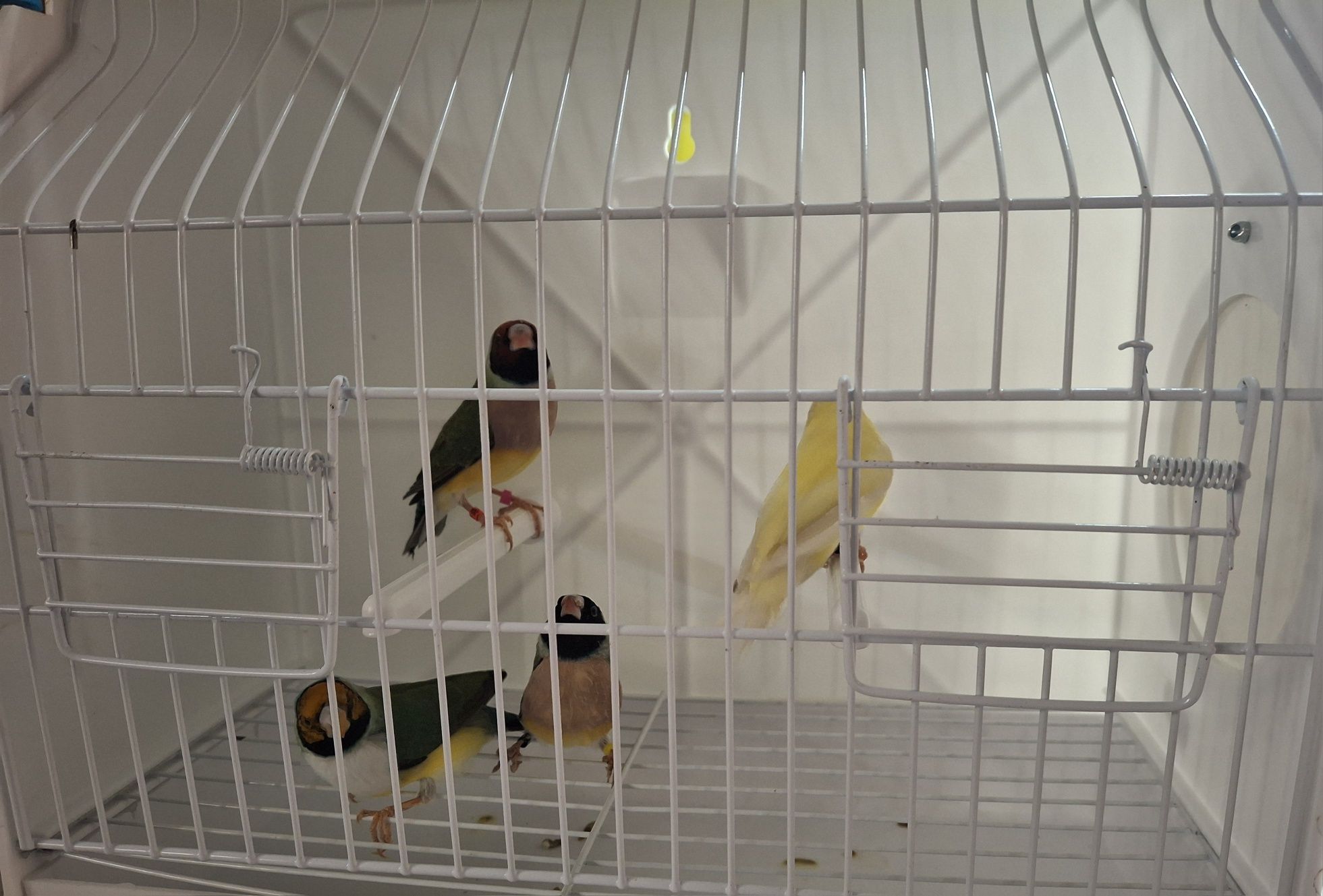 Diamantes de gould