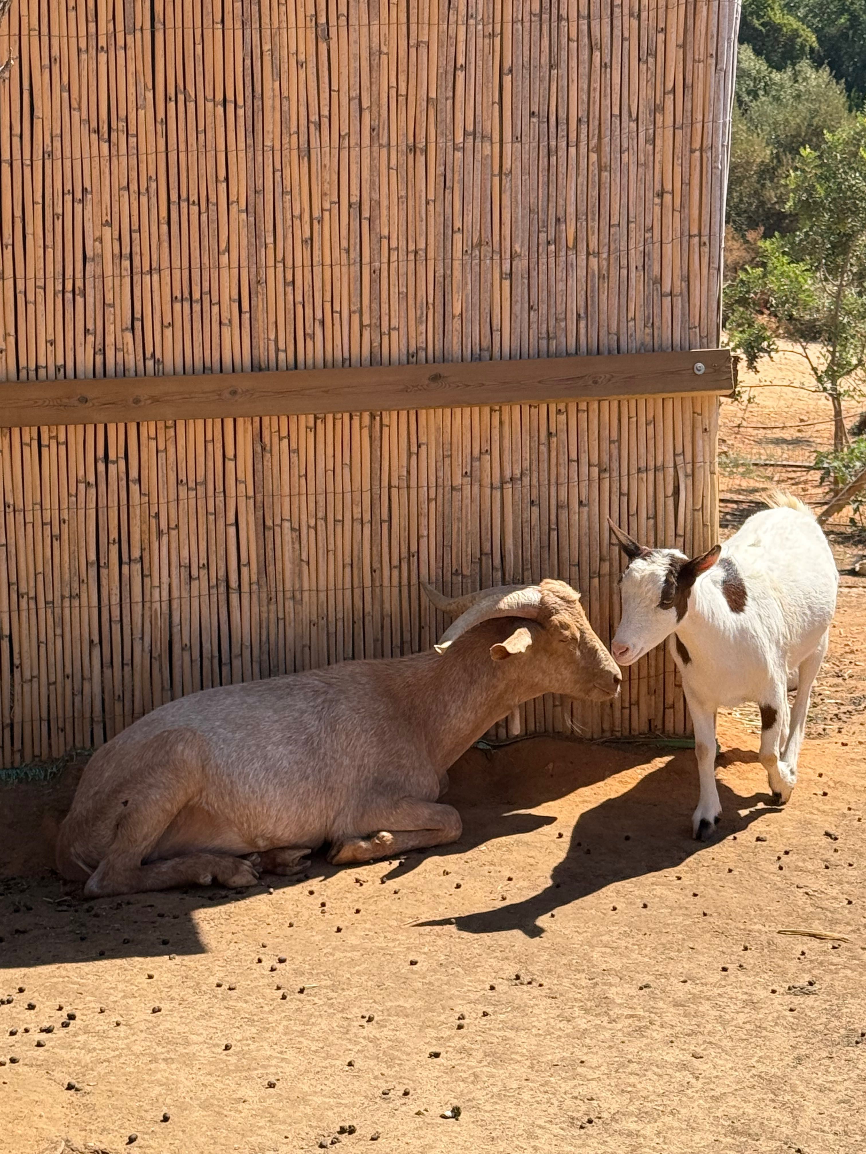 Mini Cabras Dóceis