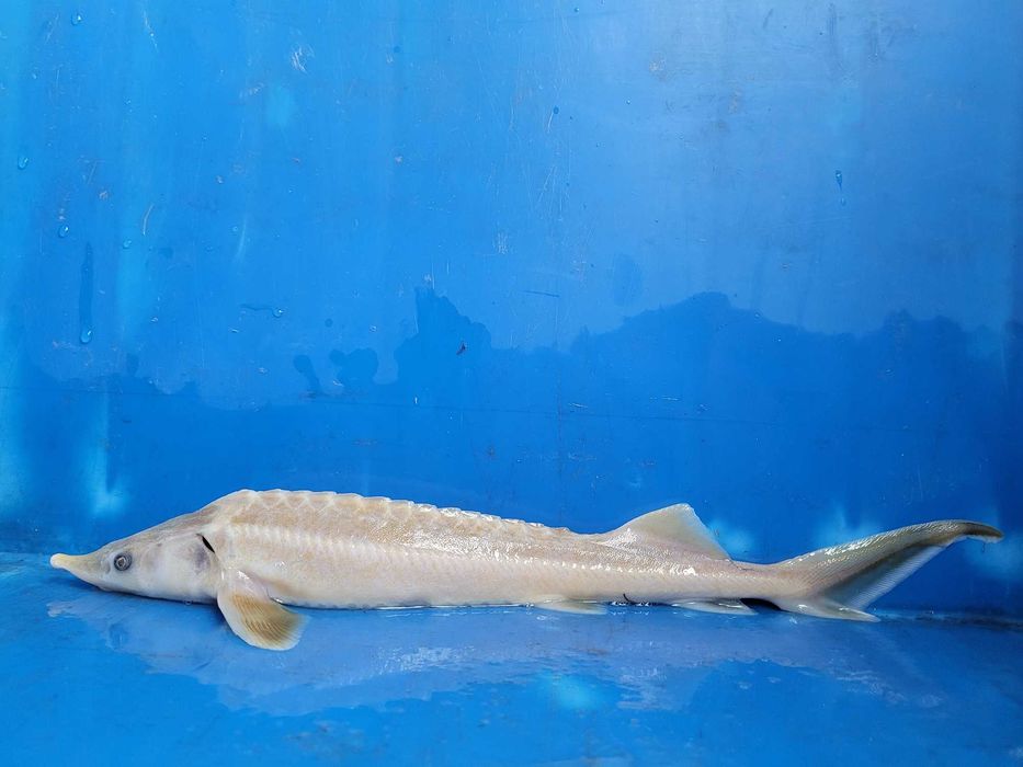 SANDACZ 10cm. Węgorz pstrąg miętus karp lin karaś jesiotr amur tołpyga