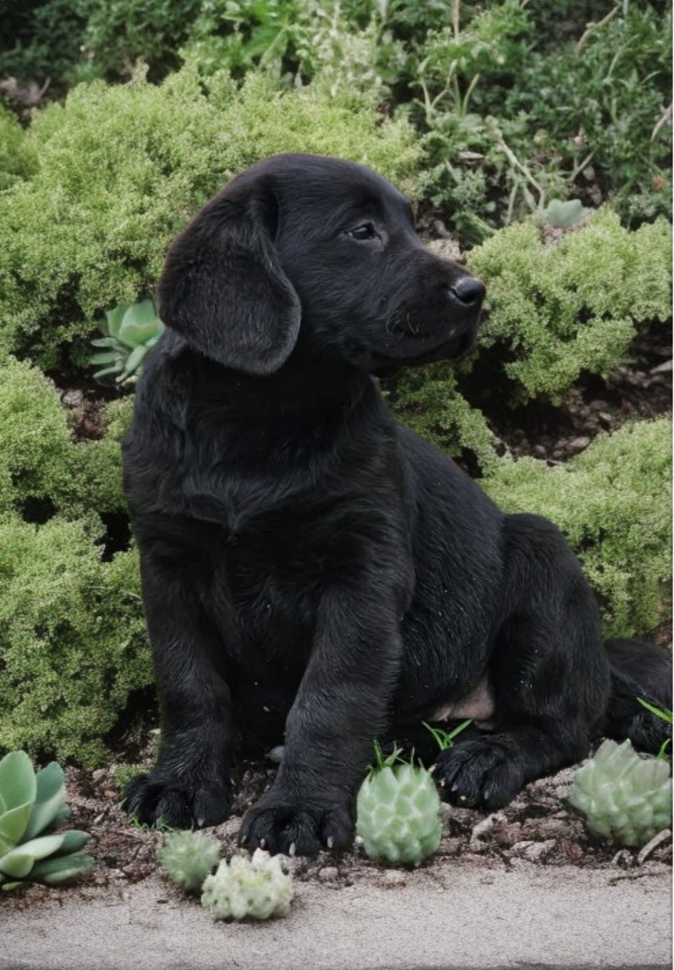 Labrador retriever