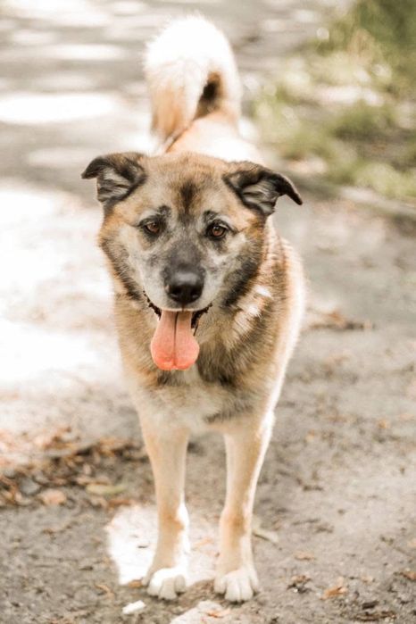 Neo - opanowany i mądry pies do adopcji