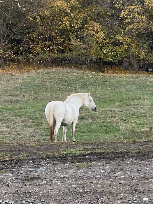 Продам кобилу вагою на тону