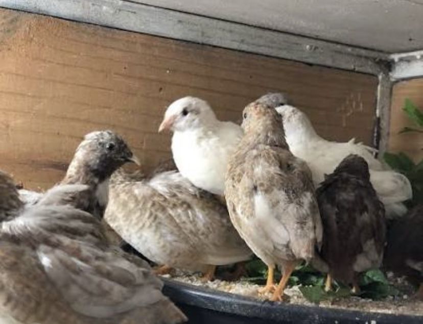 Codorniz chinesa 2025