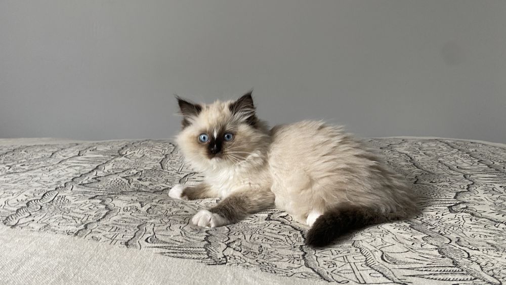 Kotka ragdoll do odbioru od zaraz rodowód FPL