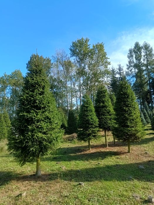 Choinki plantacja Duże wysokosci
