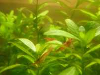 Krewetki poselekcyjne red cherry Sakura bloody mary neocaridina