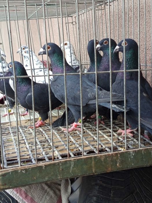 Golebie pocztowe czarne białe