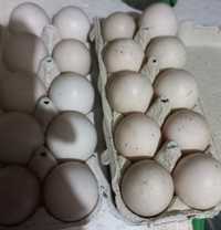 Утинные инкубационные яйца шипуны