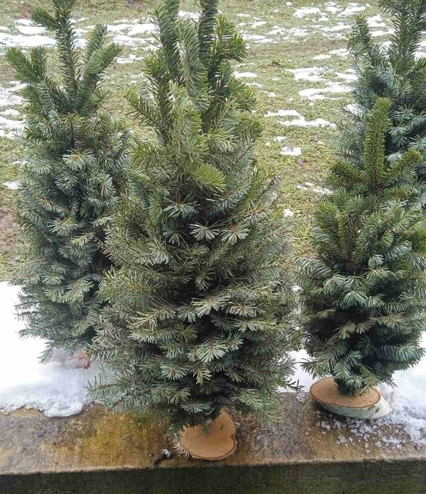 Ялинки (плетені/мотанки)із натуральної гілки