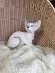 Śliczna kotka Devon rex