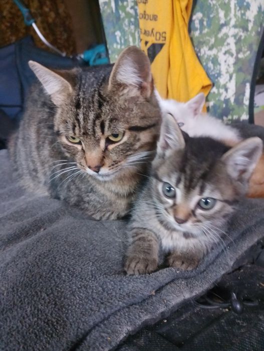 Віддам кошеня котика