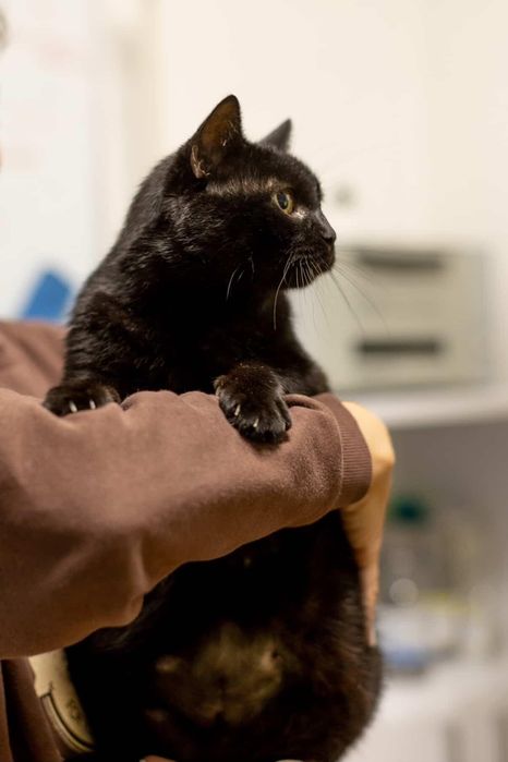 Кішка Соня безкоштовно у відповідальні руки