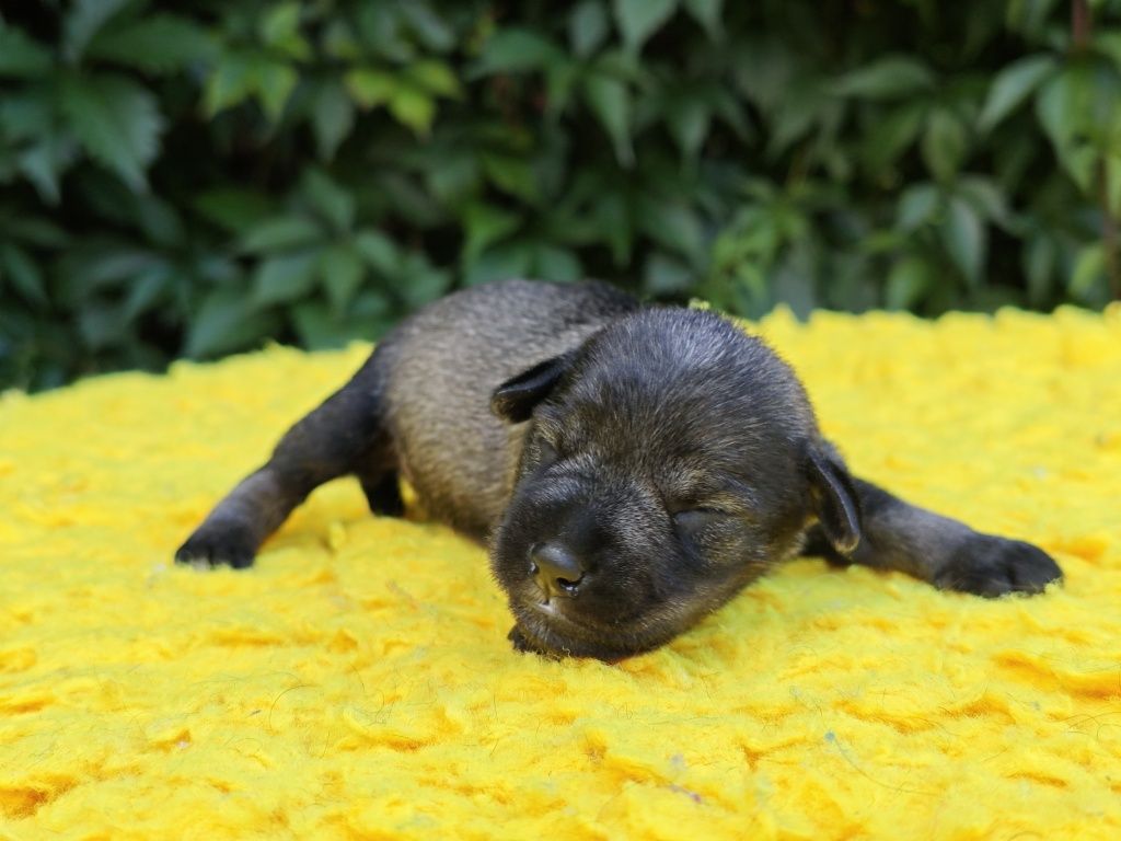 Sznaucer miniaturowy pieprz i sól Metryka ZKwP/FCI