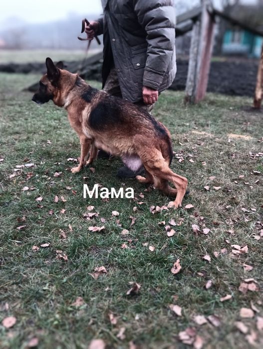 Щінки німецької вівчарки