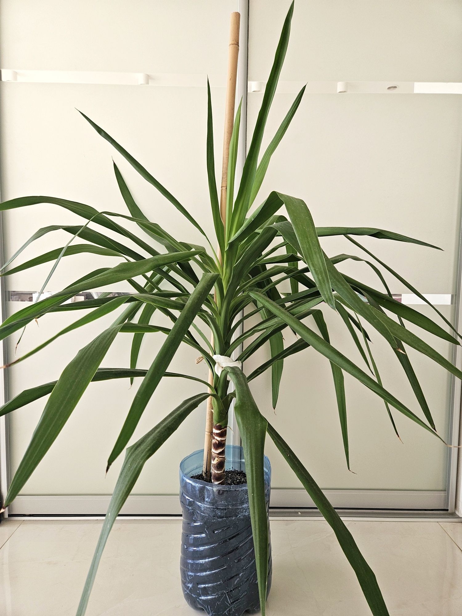 Большая юкка 110 см комнатное растение